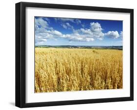 Oat Field, Thorverton, Devon, England, United Kingdom, Europe-Jeremy Lightfoot-Framed Photographic Print