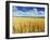 Oat Field, Thorverton, Devon, England, United Kingdom, Europe-Jeremy Lightfoot-Framed Photographic Print