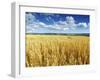 Oat Field, Thorverton, Devon, England, United Kingdom, Europe-Jeremy Lightfoot-Framed Photographic Print