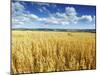 Oat Field, Thorverton, Devon, England, United Kingdom, Europe-Jeremy Lightfoot-Mounted Photographic Print