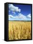 Oat Field, Thorverton, Devon, England, United Kingdom, Europe-Jeremy Lightfoot-Framed Stretched Canvas