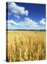 Oat Field, Thorverton, Devon, England, United Kingdom, Europe-Jeremy Lightfoot-Stretched Canvas