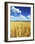 Oat Field, Thorverton, Devon, England, United Kingdom, Europe-Jeremy Lightfoot-Framed Photographic Print