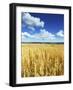 Oat Field, Thorverton, Devon, England, United Kingdom, Europe-Jeremy Lightfoot-Framed Photographic Print