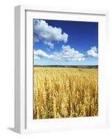 Oat Field, Thorverton, Devon, England, United Kingdom, Europe-Jeremy Lightfoot-Framed Photographic Print