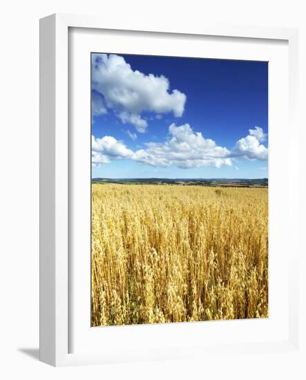 Oat Field, Thorverton, Devon, England, United Kingdom, Europe-Jeremy Lightfoot-Framed Photographic Print