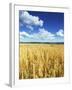 Oat Field, Thorverton, Devon, England, United Kingdom, Europe-Jeremy Lightfoot-Framed Photographic Print