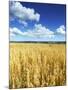 Oat Field, Thorverton, Devon, England, United Kingdom, Europe-Jeremy Lightfoot-Mounted Photographic Print