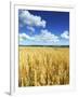 Oat Field, Thorverton, Devon, England, United Kingdom, Europe-Jeremy Lightfoot-Framed Photographic Print