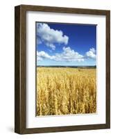 Oat Field, Thorverton, Devon, England, United Kingdom, Europe-Jeremy Lightfoot-Framed Photographic Print