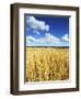 Oat Field, Thorverton, Devon, England, United Kingdom, Europe-Jeremy Lightfoot-Framed Photographic Print