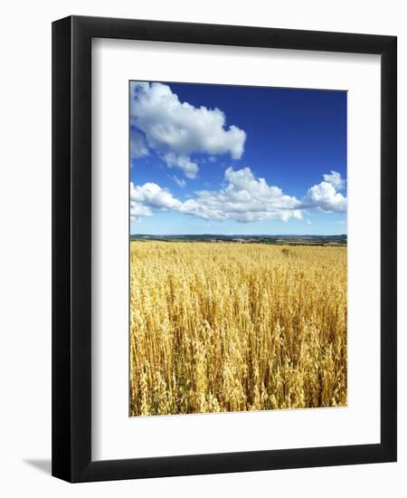 Oat Field, Thorverton, Devon, England, United Kingdom, Europe-Jeremy Lightfoot-Framed Photographic Print