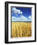 Oat Field, Thorverton, Devon, England, United Kingdom, Europe-Jeremy Lightfoot-Framed Photographic Print