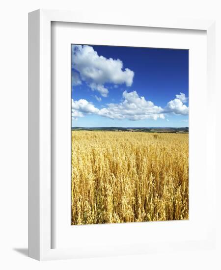 Oat Field, Thorverton, Devon, England, United Kingdom, Europe-Jeremy Lightfoot-Framed Photographic Print