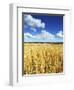 Oat Field, Thorverton, Devon, England, United Kingdom, Europe-Jeremy Lightfoot-Framed Photographic Print