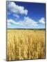 Oat Field, Thorverton, Devon, England, United Kingdom, Europe-Jeremy Lightfoot-Mounted Photographic Print