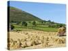 Oat Stooks, Knockshee, Mourne Mountains, County Down, Ulster, Northern Ireland, UK, Europe-Jeremy Lightfoot-Stretched Canvas