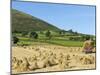 Oat Stooks, Knockshee, Mourne Mountains, County Down, Ulster, Northern Ireland, UK, Europe-Jeremy Lightfoot-Mounted Photographic Print