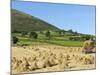 Oat Stooks, Knockshee, Mourne Mountains, County Down, Ulster, Northern Ireland, UK, Europe-Jeremy Lightfoot-Mounted Photographic Print