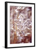 Oats 1-Ken Bremer-Framed Giclee Print