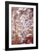 Oats 1-Ken Bremer-Framed Giclee Print