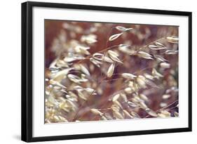 Oats 2-Ken Bremer-Framed Giclee Print