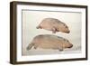 Obaysch, C.1850-Joseph Wolf-Framed Giclee Print