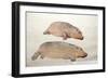 Obaysch, C.1850-Joseph Wolf-Framed Giclee Print