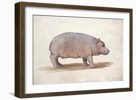 Obaysch, C.1850-Joseph Wolf-Framed Giclee Print