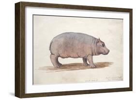 Obaysch, C.1850-Joseph Wolf-Framed Giclee Print