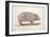 Obaysch, C.1850-Joseph Wolf-Framed Giclee Print