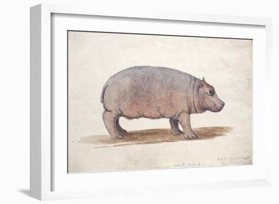 Obaysch, C.1850-Joseph Wolf-Framed Giclee Print