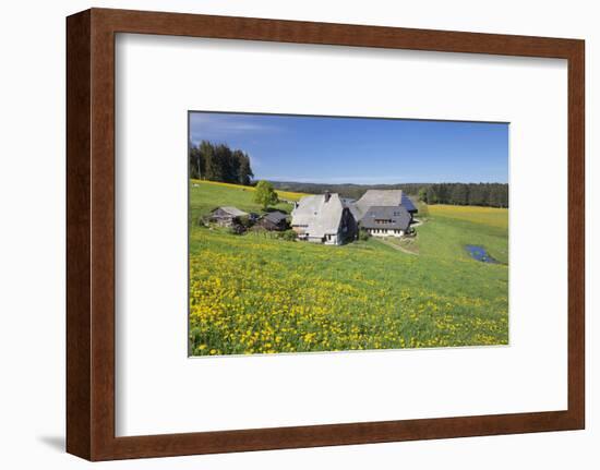 Oberfallengrundhof, in the spring, Gütenbach, Black Forest, Baden-Wurttemberg, Germany-Markus Lange-Framed Photographic Print