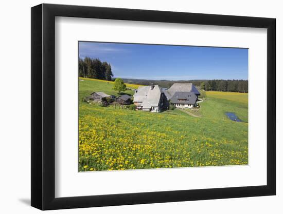 Oberfallengrundhof, in the spring, Gütenbach, Black Forest, Baden-Wurttemberg, Germany-Markus Lange-Framed Photographic Print