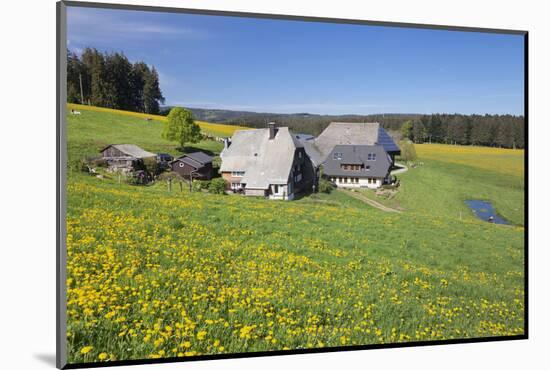 Oberfallengrundhof, in the spring, Gütenbach, Black Forest, Baden-Wurttemberg, Germany-Markus Lange-Mounted Photographic Print