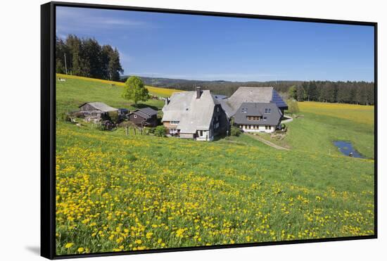 Oberfallengrundhof, in the spring, Gütenbach, Black Forest, Baden-Wurttemberg, Germany-Markus Lange-Framed Stretched Canvas