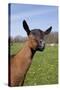 Oberhasli (Dairy Breed) Doe on Green Pasture, East Troy, Wisconsin USA-Lynn M^ Stone-Stretched Canvas