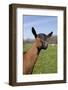 Oberhasli (Dairy Breed) Doe on Green Pasture, East Troy, Wisconsin USA-Lynn M^ Stone-Framed Photographic Print