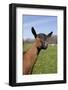 Oberhasli (Dairy Breed) Doe on Green Pasture, East Troy, Wisconsin USA-Lynn M^ Stone-Framed Photographic Print