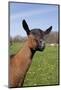 Oberhasli (Dairy Breed) Doe on Green Pasture, East Troy, Wisconsin USA-Lynn M^ Stone-Mounted Photographic Print