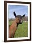 Oberhasli (Dairy Breed) Doe on Green Pasture, East Troy, Wisconsin USA-Lynn M^ Stone-Framed Photographic Print