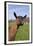 Oberhasli (Dairy Breed) Doe on Green Pasture, East Troy, Wisconsin USA-Lynn M^ Stone-Framed Photographic Print