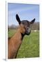 Oberhasli (Dairy Breed) Doe on Green Pasture, East Troy, Wisconsin USA-Lynn M^ Stone-Framed Photographic Print