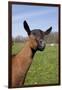 Oberhasli (Dairy Breed) Doe on Green Pasture, East Troy, Wisconsin USA-Lynn M^ Stone-Framed Photographic Print