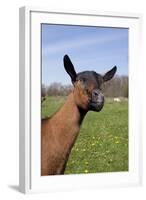 Oberhasli (Dairy Breed) Doe on Green Pasture, East Troy, Wisconsin USA-Lynn M^ Stone-Framed Photographic Print