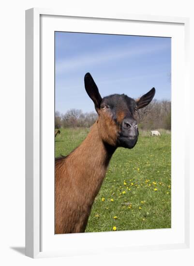 Oberhasli (Dairy Breed) Doe on Green Pasture, East Troy, Wisconsin USA-Lynn M^ Stone-Framed Photographic Print