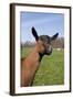 Oberhasli (Dairy Breed) Doe on Green Pasture, East Troy, Wisconsin USA-Lynn M^ Stone-Framed Photographic Print