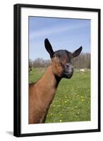 Oberhasli (Dairy Breed) Doe on Green Pasture, East Troy, Wisconsin USA-Lynn M^ Stone-Framed Photographic Print