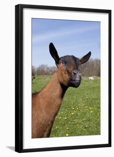 Oberhasli (Dairy Breed) Doe on Green Pasture, East Troy, Wisconsin USA-Lynn M^ Stone-Framed Photographic Print