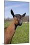 Oberhasli (Dairy Breed) Doe on Green Pasture, East Troy, Wisconsin USA-Lynn M^ Stone-Mounted Photographic Print